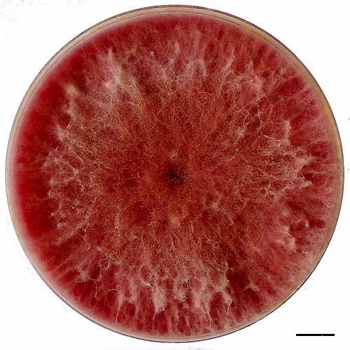 Sitophil Sitophil